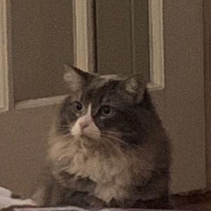 Meet your Posher, James